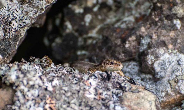 In the Valley of the Lizards