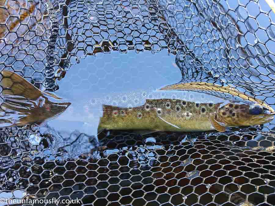 First Brown Trout of the day on Lower Loch Duart