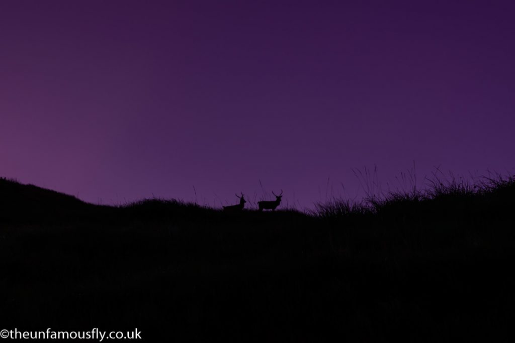 Deer in silhouette at Loch Stack