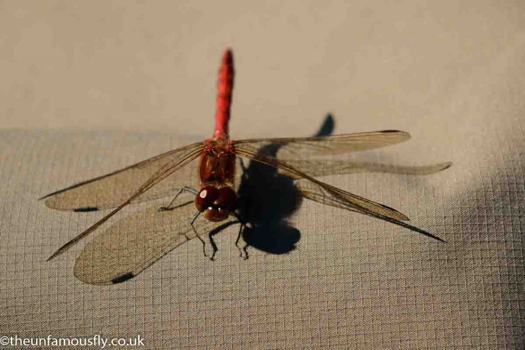 Red Dragonfly