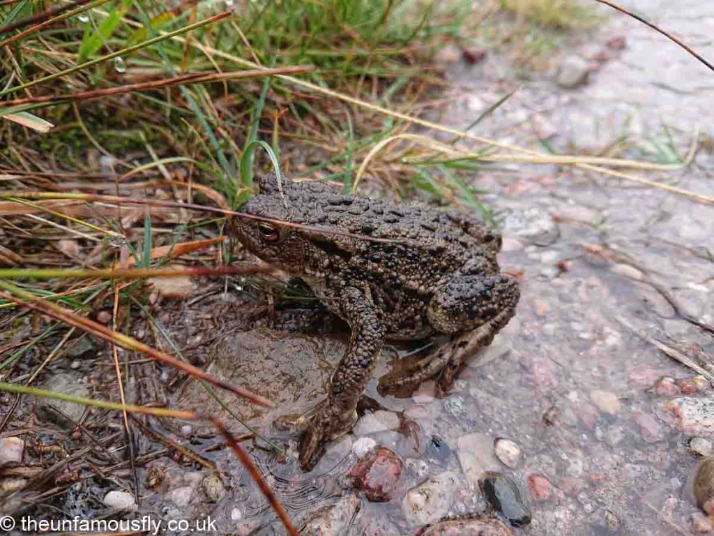 Toad