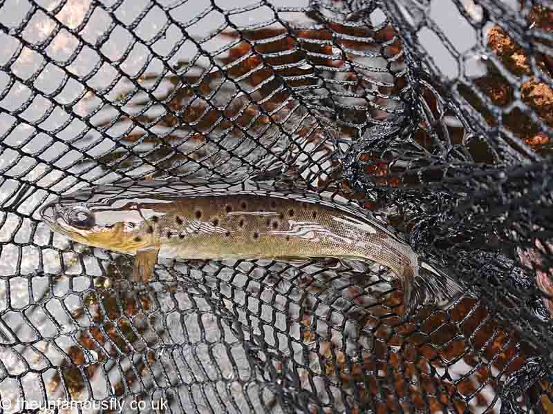 A amll wile Brown Trout