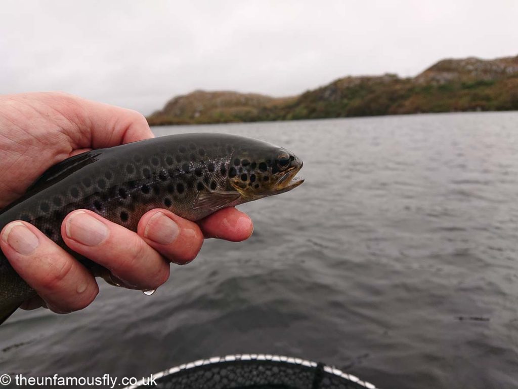 Clashfern trout
