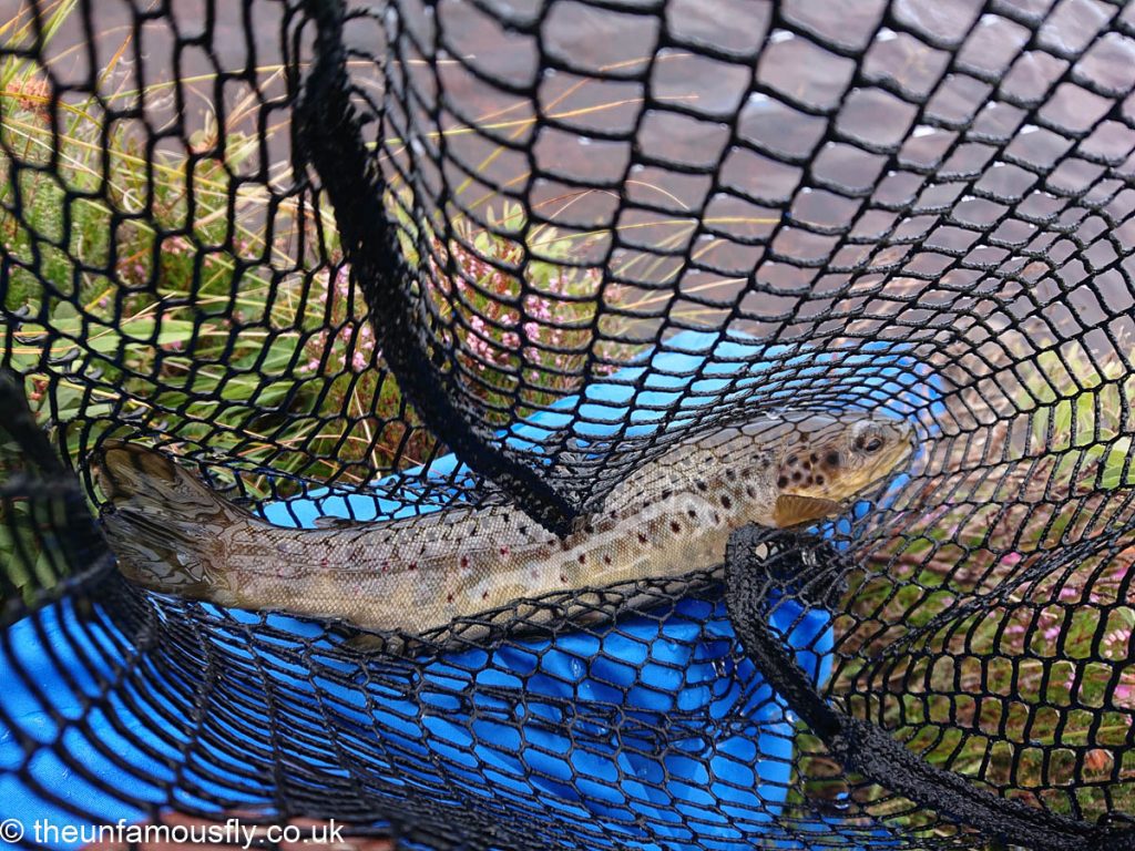 A better fish on the top lochan