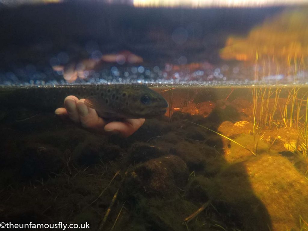 A Trout going back