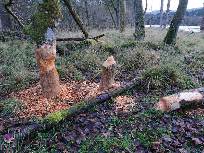Trees gnawed by Beavers building their Dam