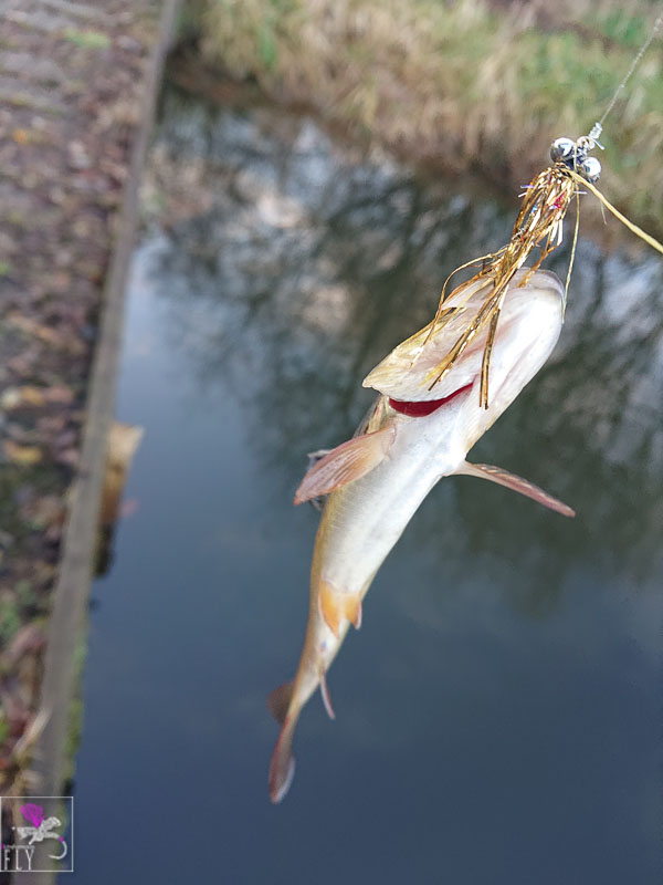 A greedy wee wild Brown