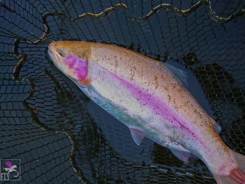 Late Golden Trout