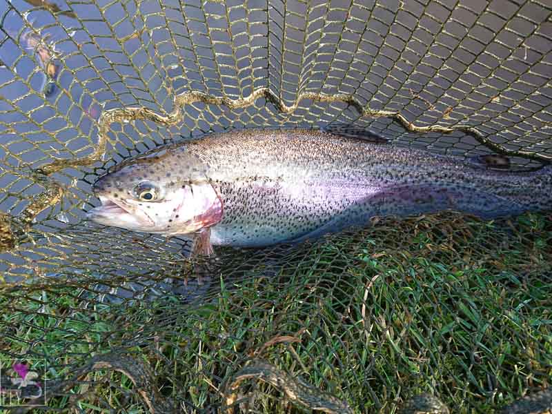 First Rainbow of 2020