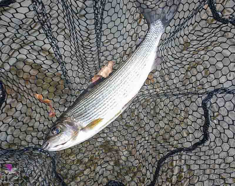 First Grayling of the day