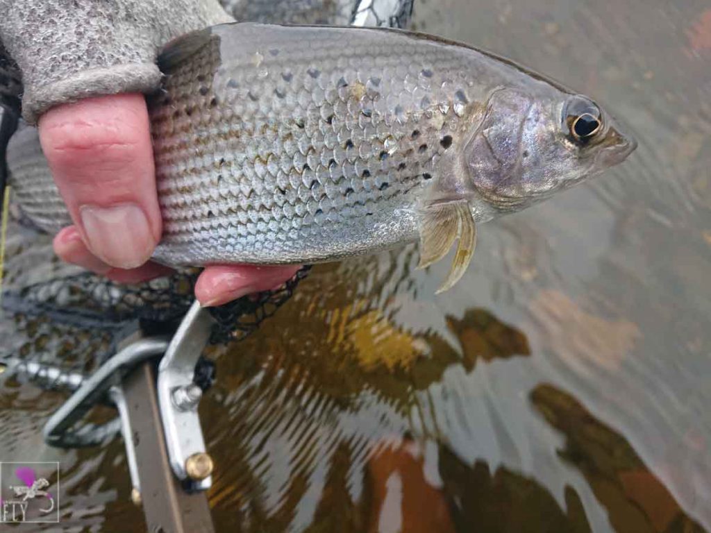 Number two Grayling, from faster water