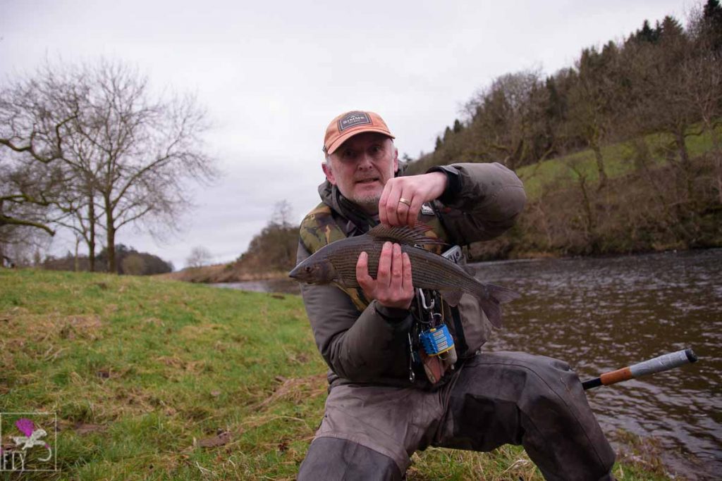 A big Nith Grayling