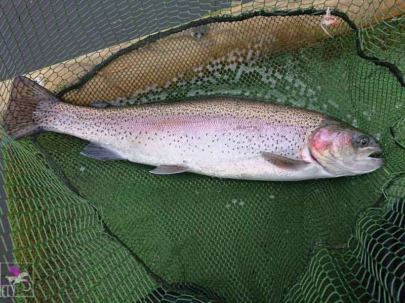 Long and lean Rainbow
