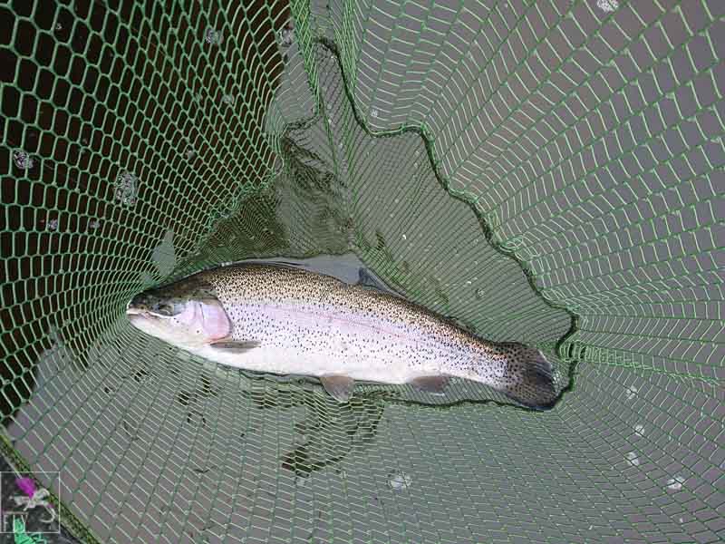 Second fish