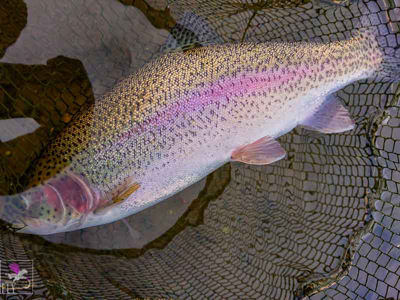 Beautiful Rainbow Trout