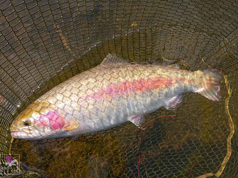 A big Golden Trout