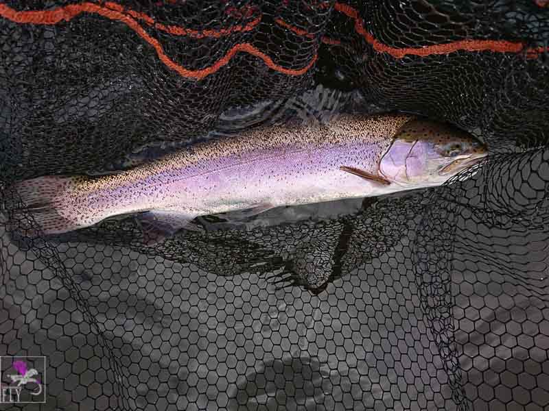 4.5lb Rainbow from Lake of Menteith