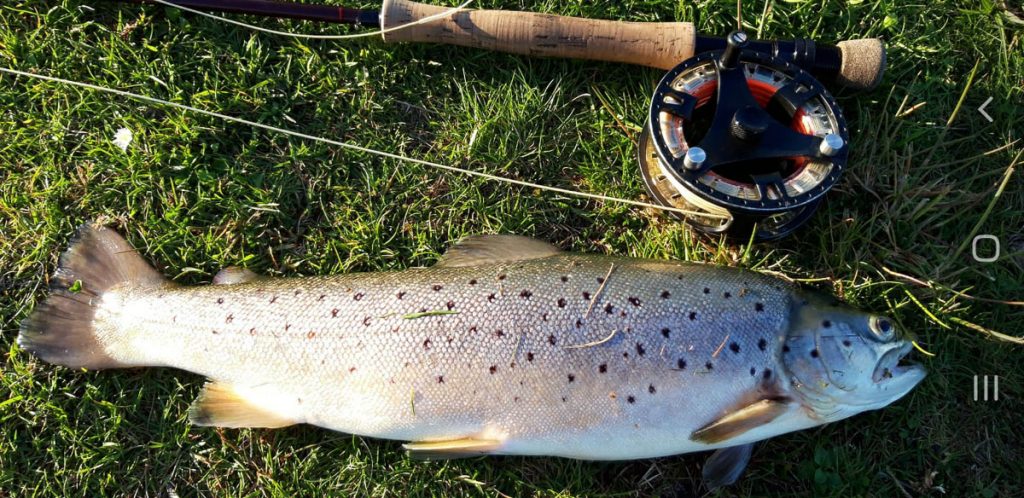 Orchill Brown Trout