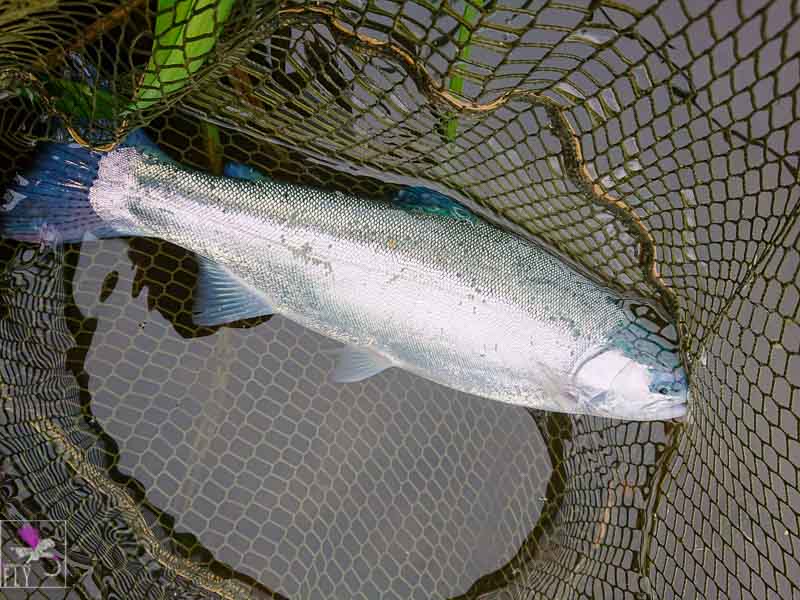 A blue trout
