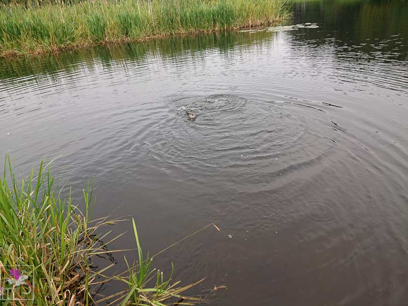 A rainbow trout on the line at Swanswater