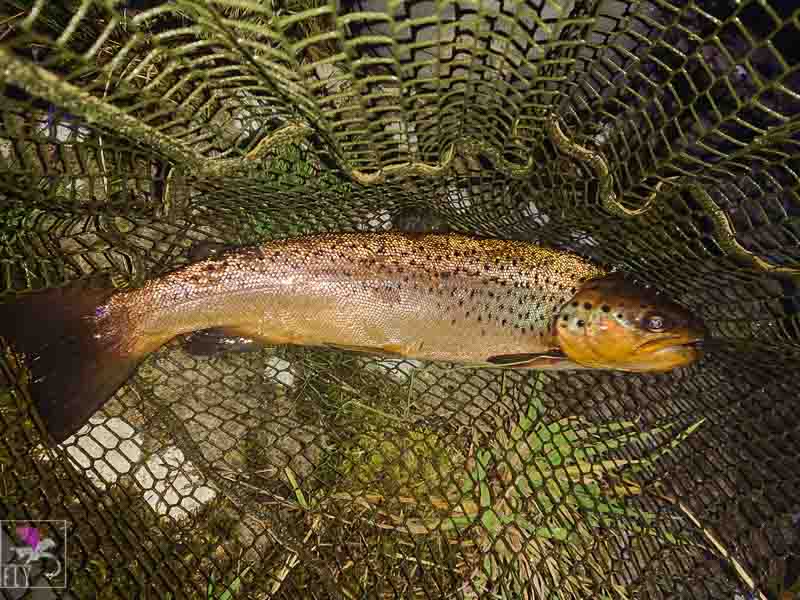 A big tailed Brown trout