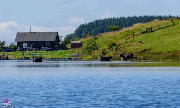 Harelaw Trout Fishery