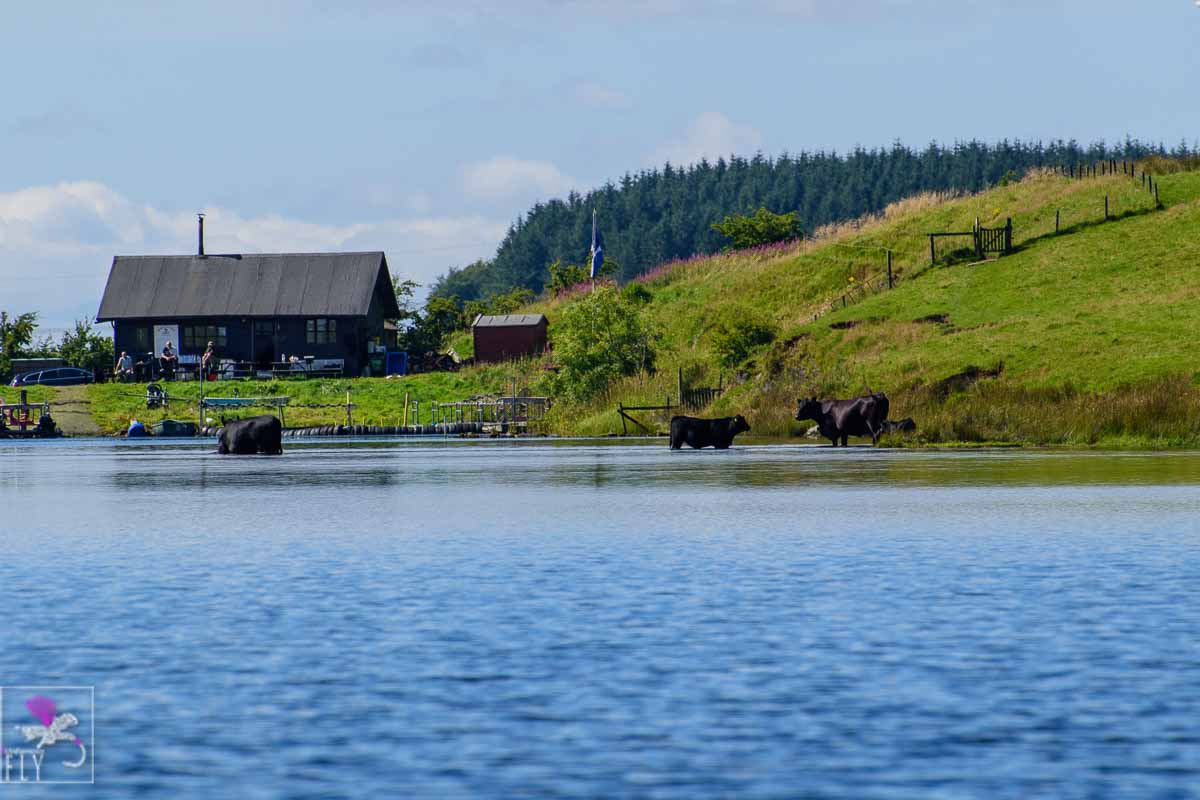 The lodge at Harelaw and the Cows enjoying a dip