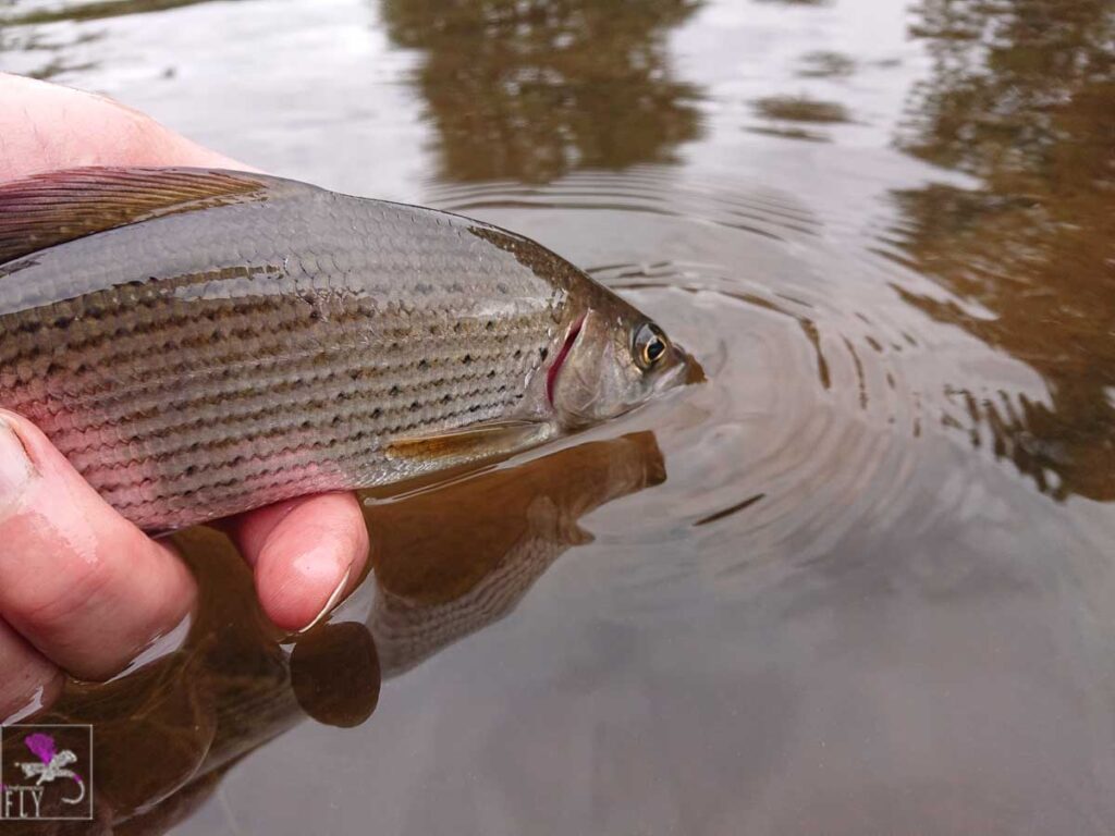 First Grayling going back
