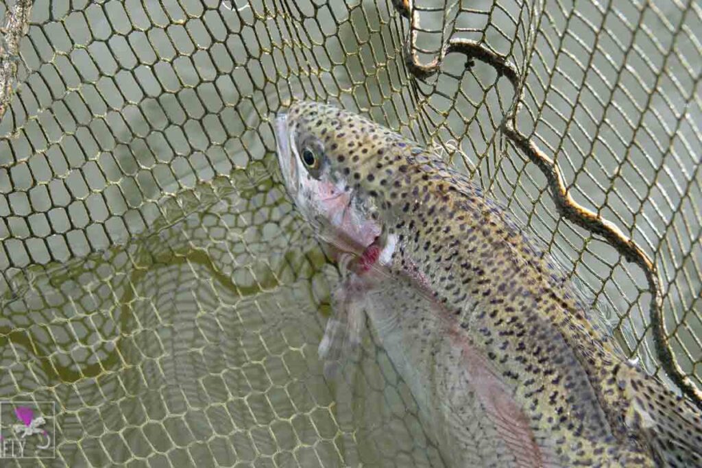 Fully finned and strong Rainbow Trout