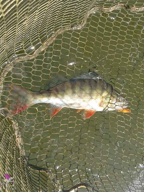 A Perch with a Wotsit