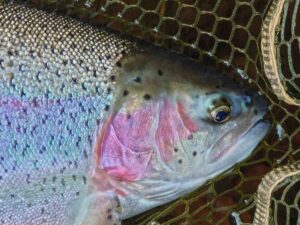 Last of 4 trout