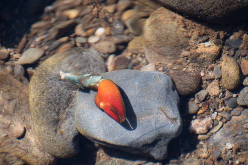 Red Signal Crayfish claw