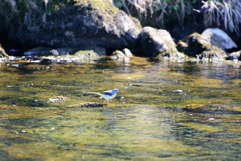 Grey Wagtail stalking flies.