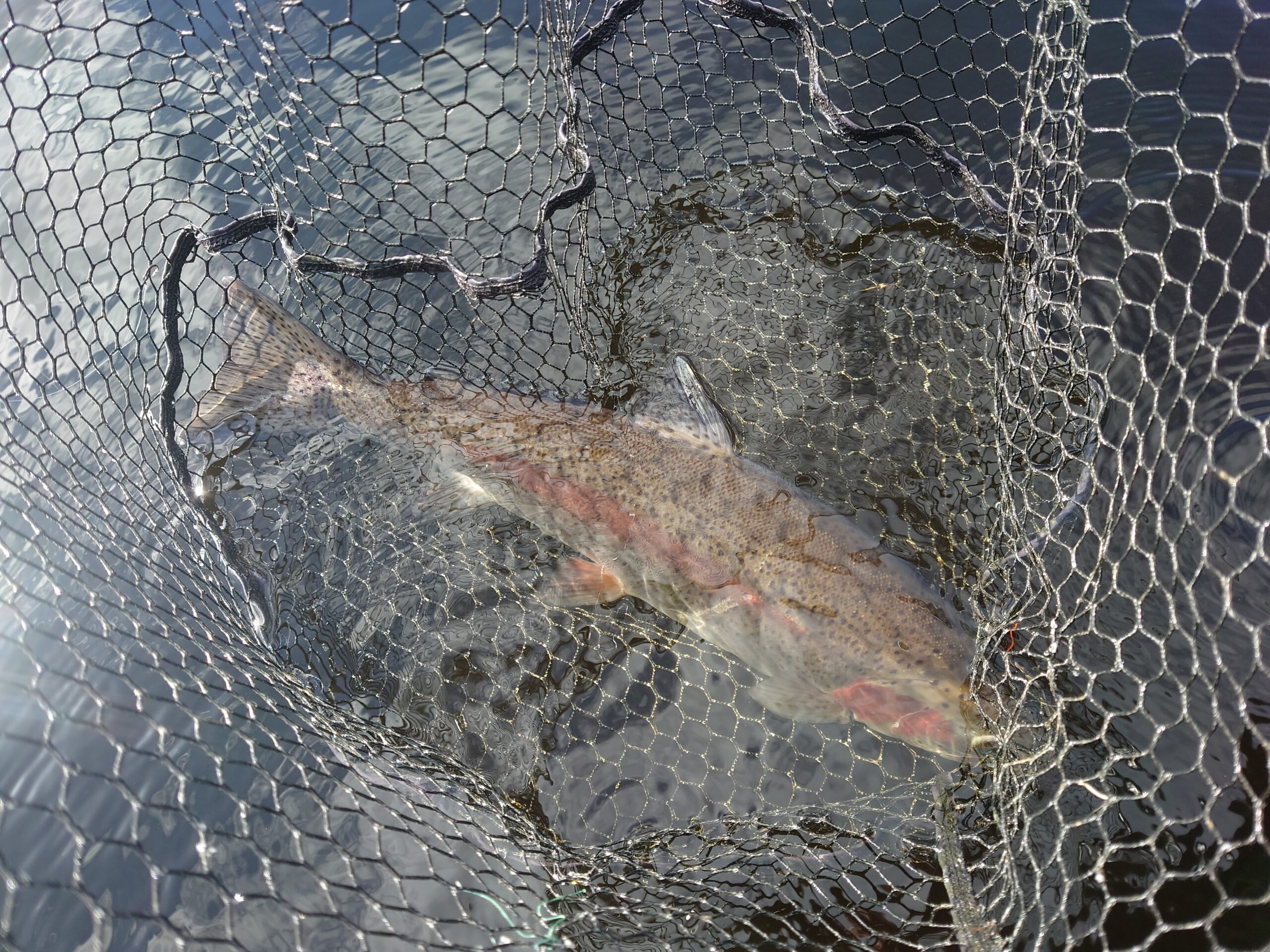 Large Lake of Menteith Rainbow Trout