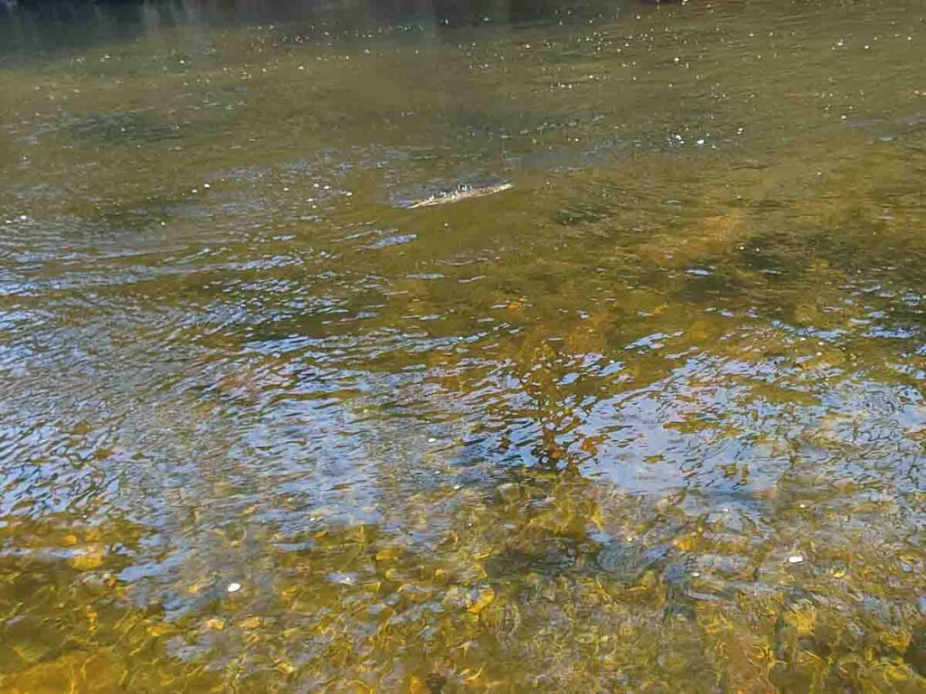 A Trout on the line