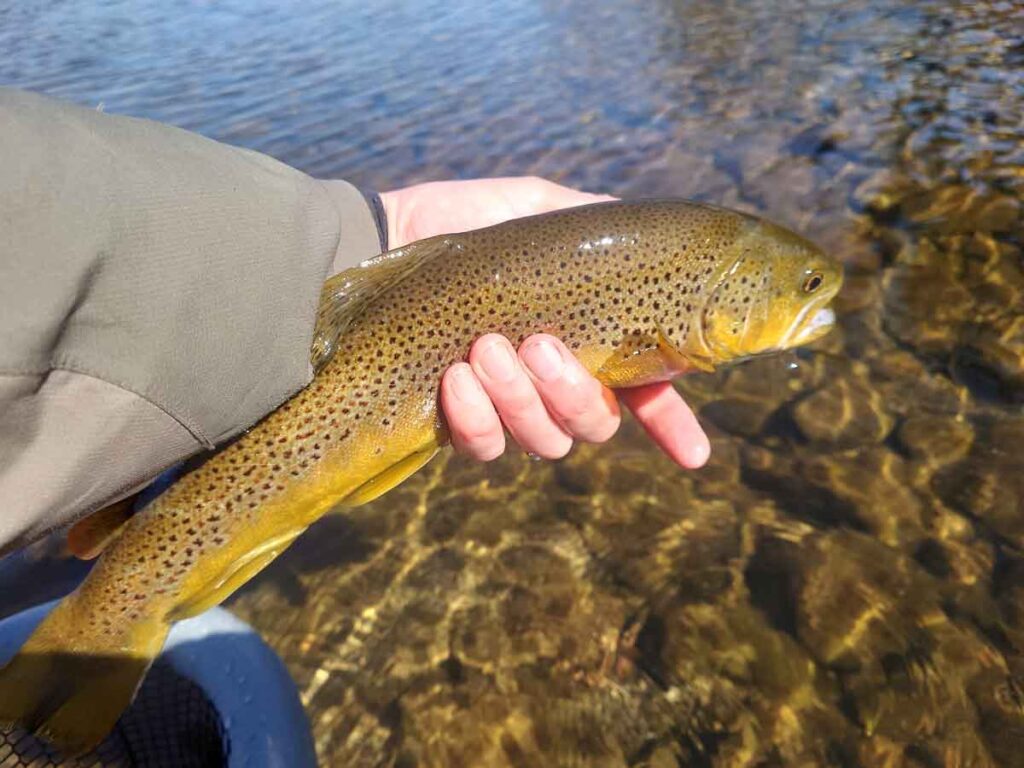 A big wild Brown Trout from the Clyde