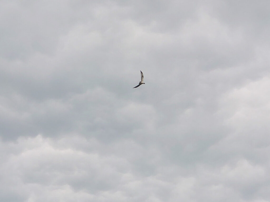 Osprey