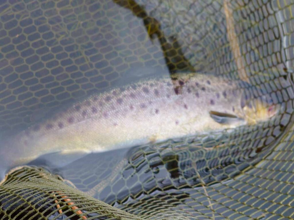 First fish in the net