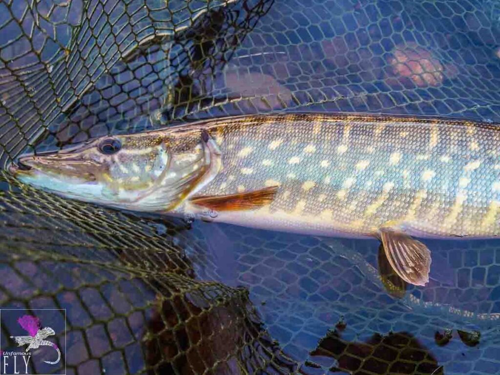 A pike on a dry fly