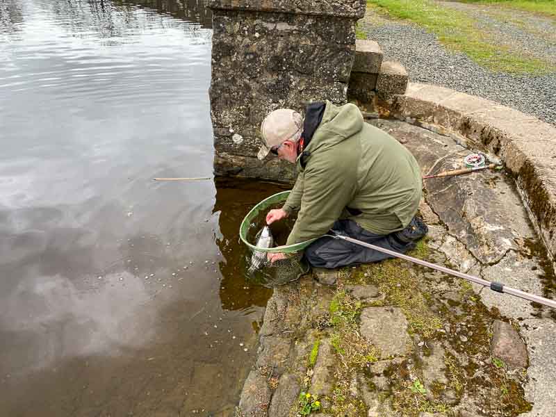 releasing a Blue Trout