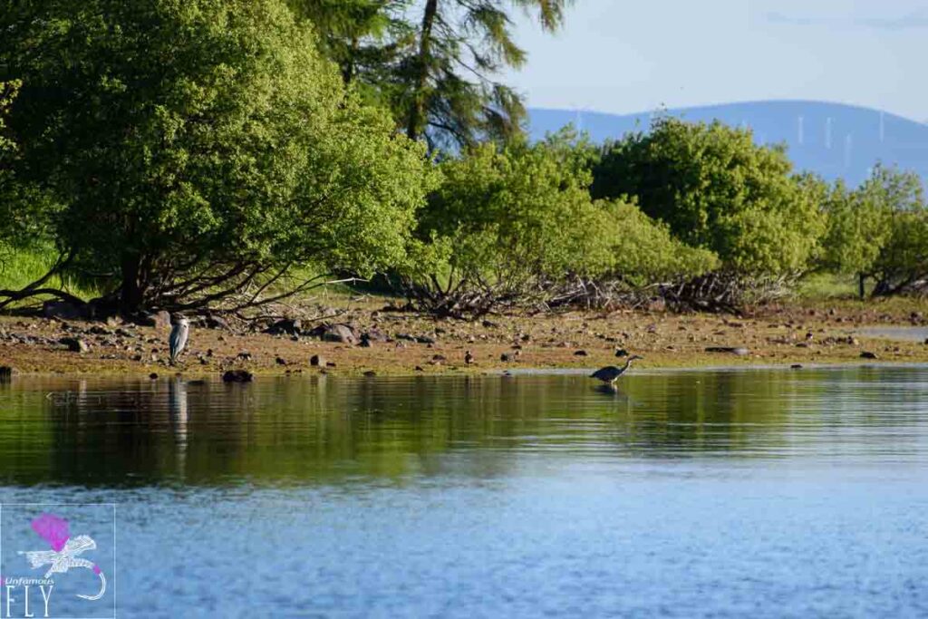 Herons Hunting
