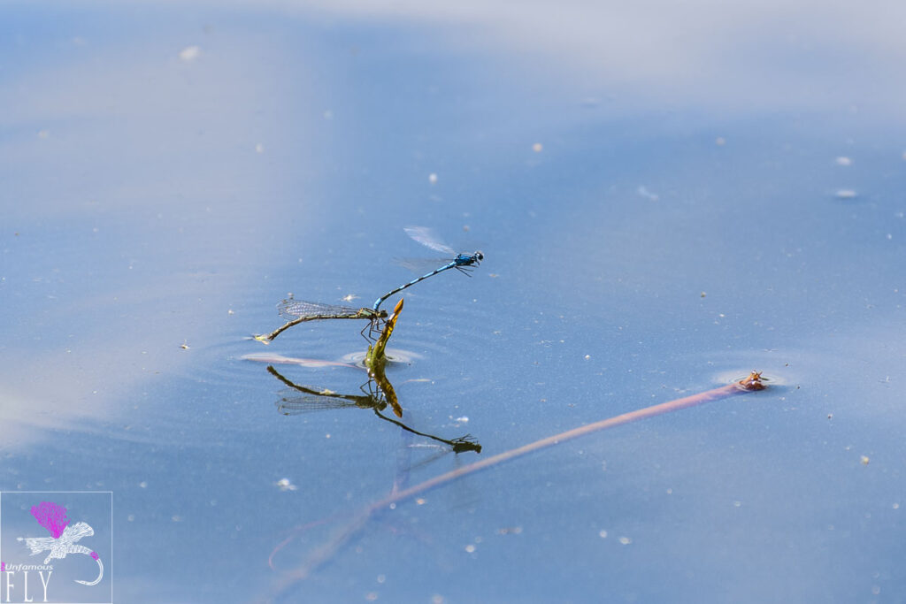 Damsel flies aplenty