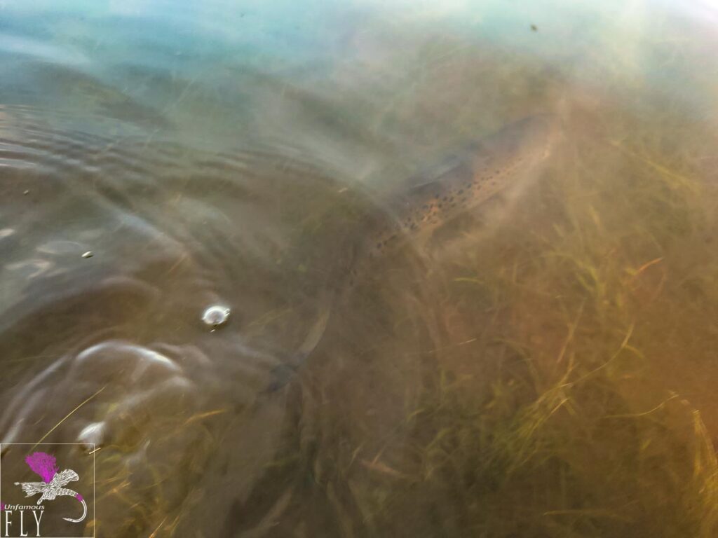 Swimming off