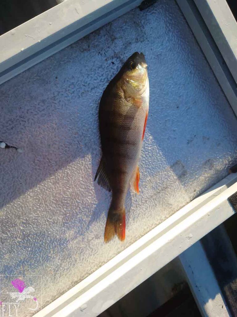 Bigger Perch