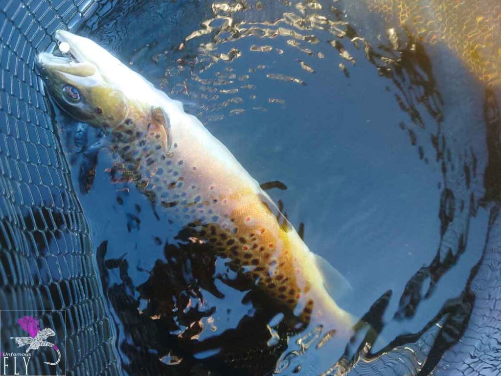 First Brown