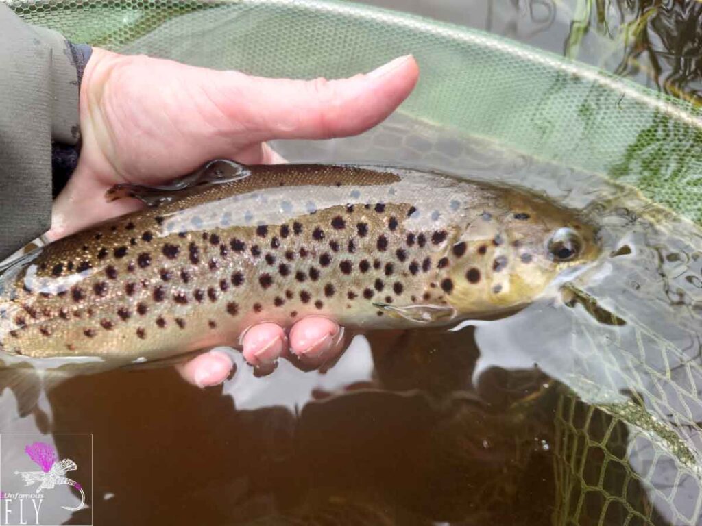 Brown Trout being returned