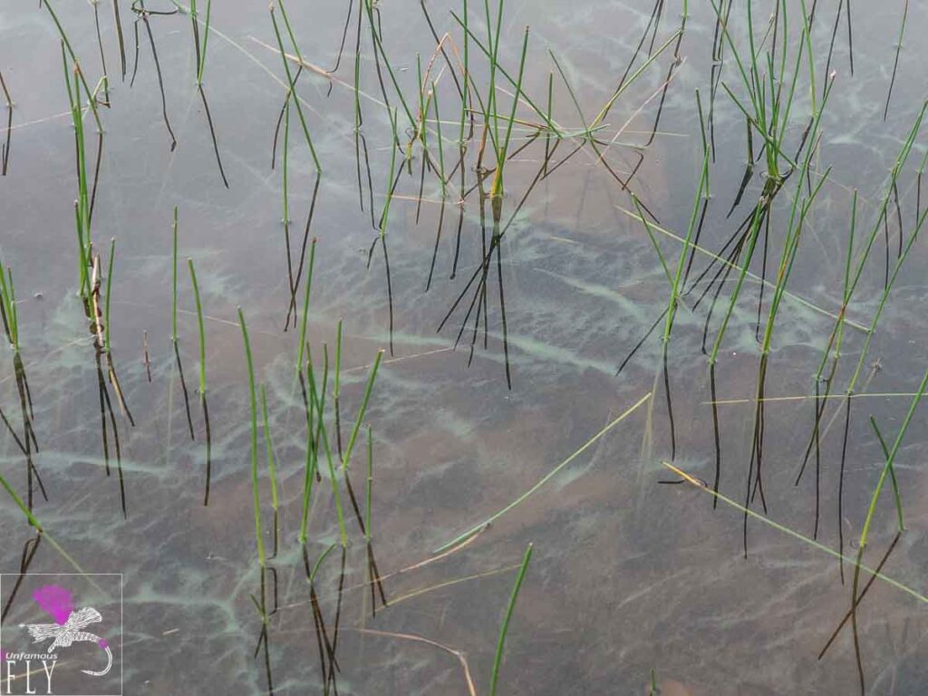 Blue Green Algae