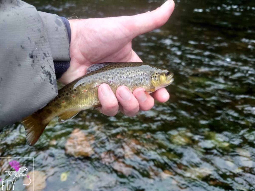 A Small Brown Trout