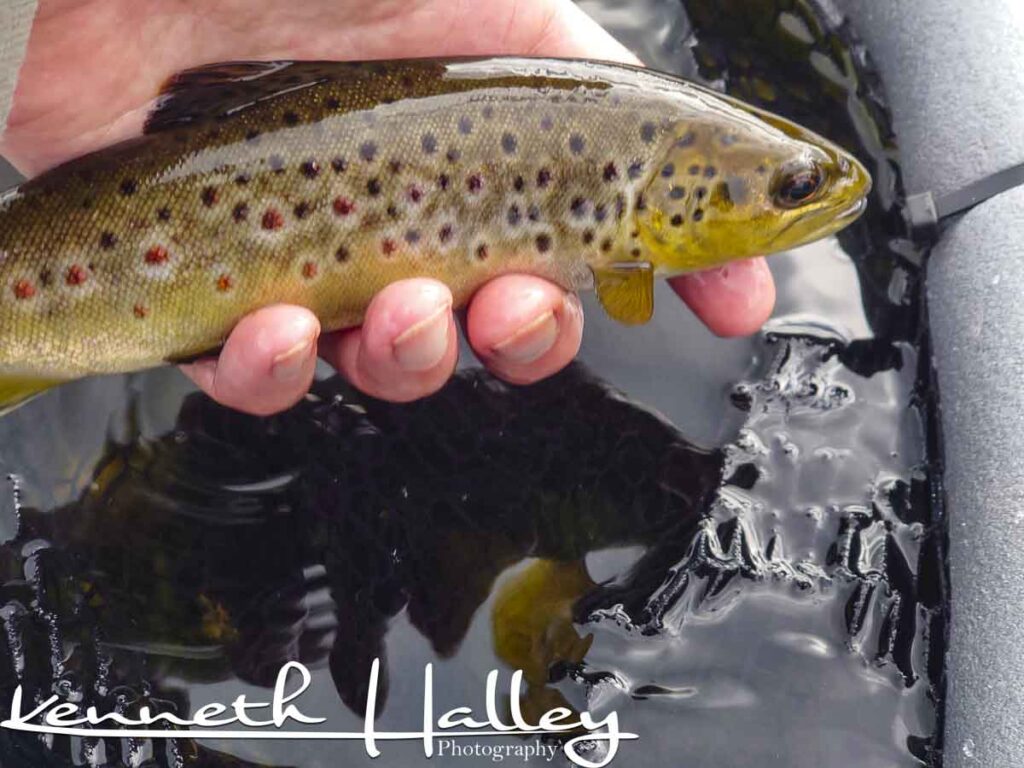A Tummel Brown Trout