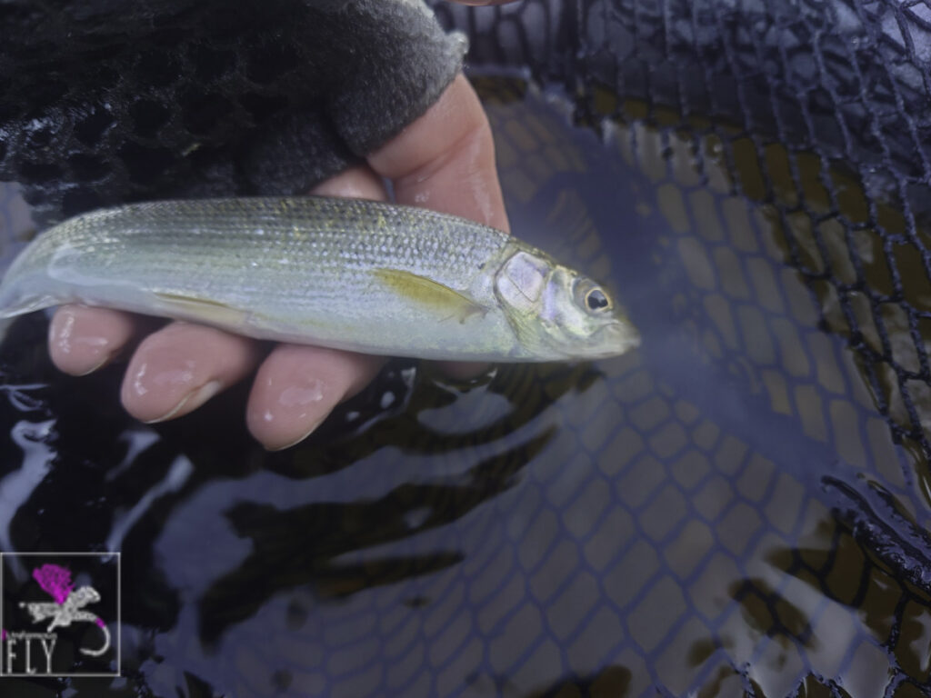 Small Grayling